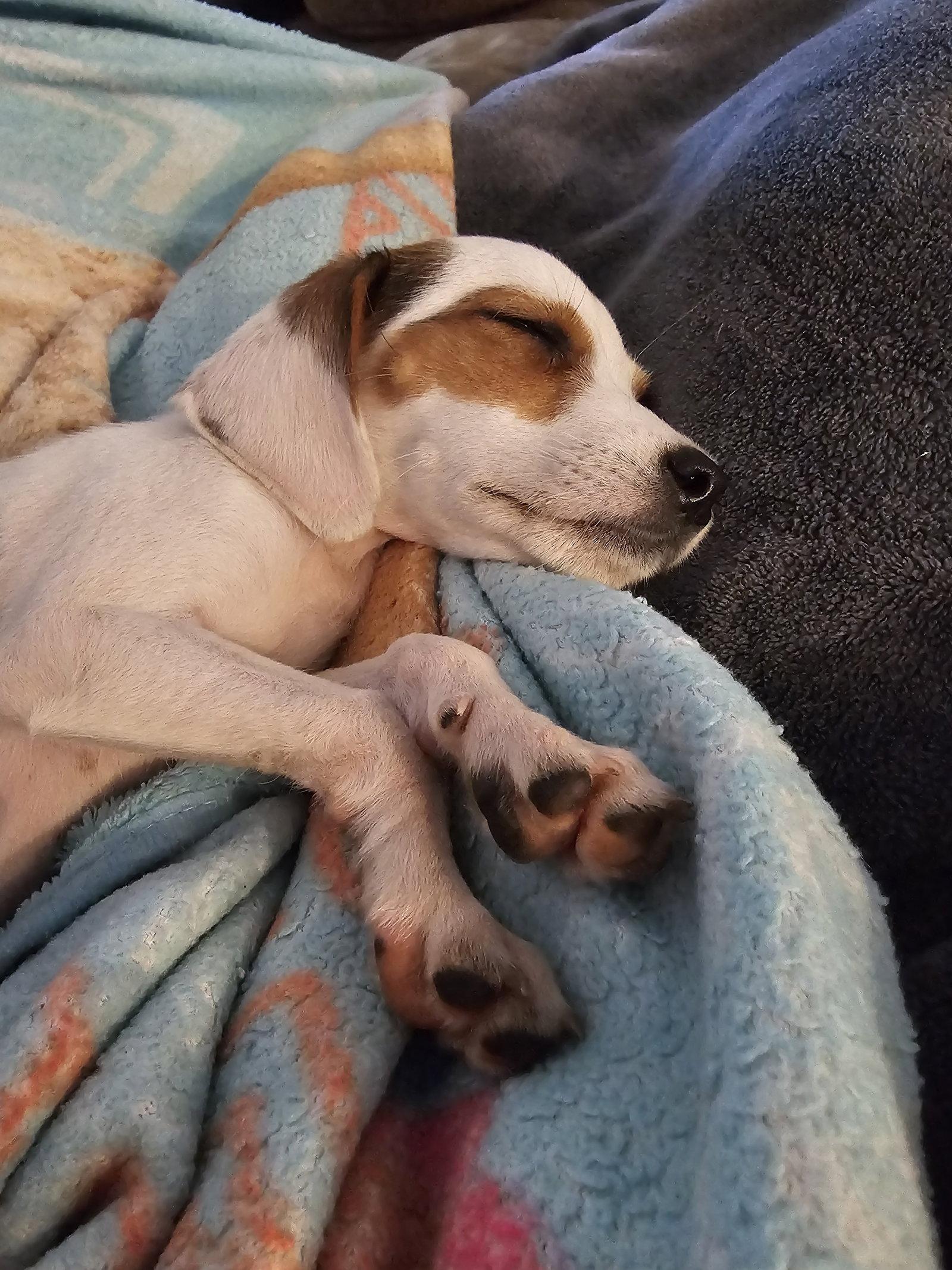 Enlarge Cookie, a Adopted Beagle in Raphine, VA image 2/3