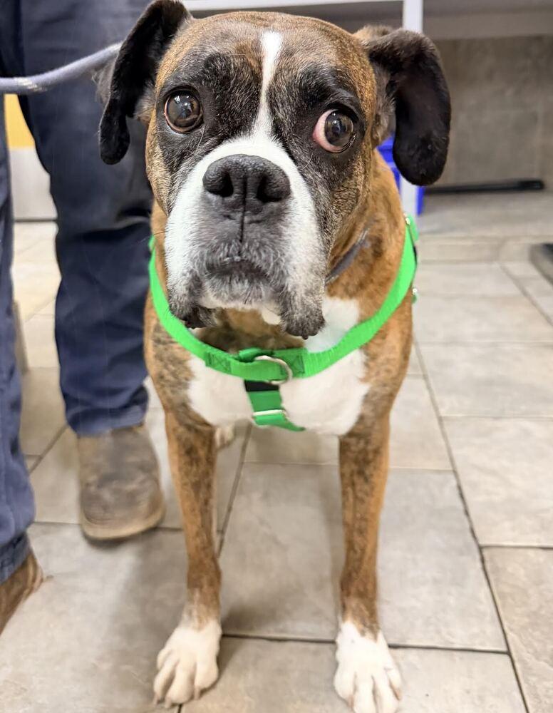 Gladys Knight, Adoptable, Senior Female Boxer.