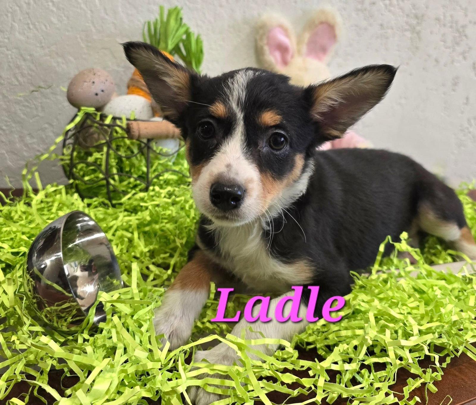 Enlarge Ladle, a Adoptable Terrier in Modesto, CA image 1/1
