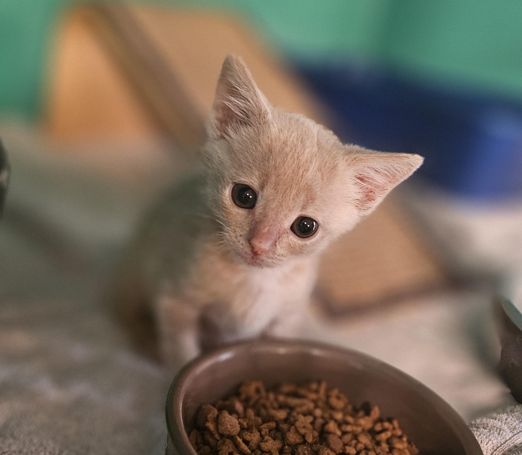 Wonton, Adopted, Young Male Domestic Medium Hair.