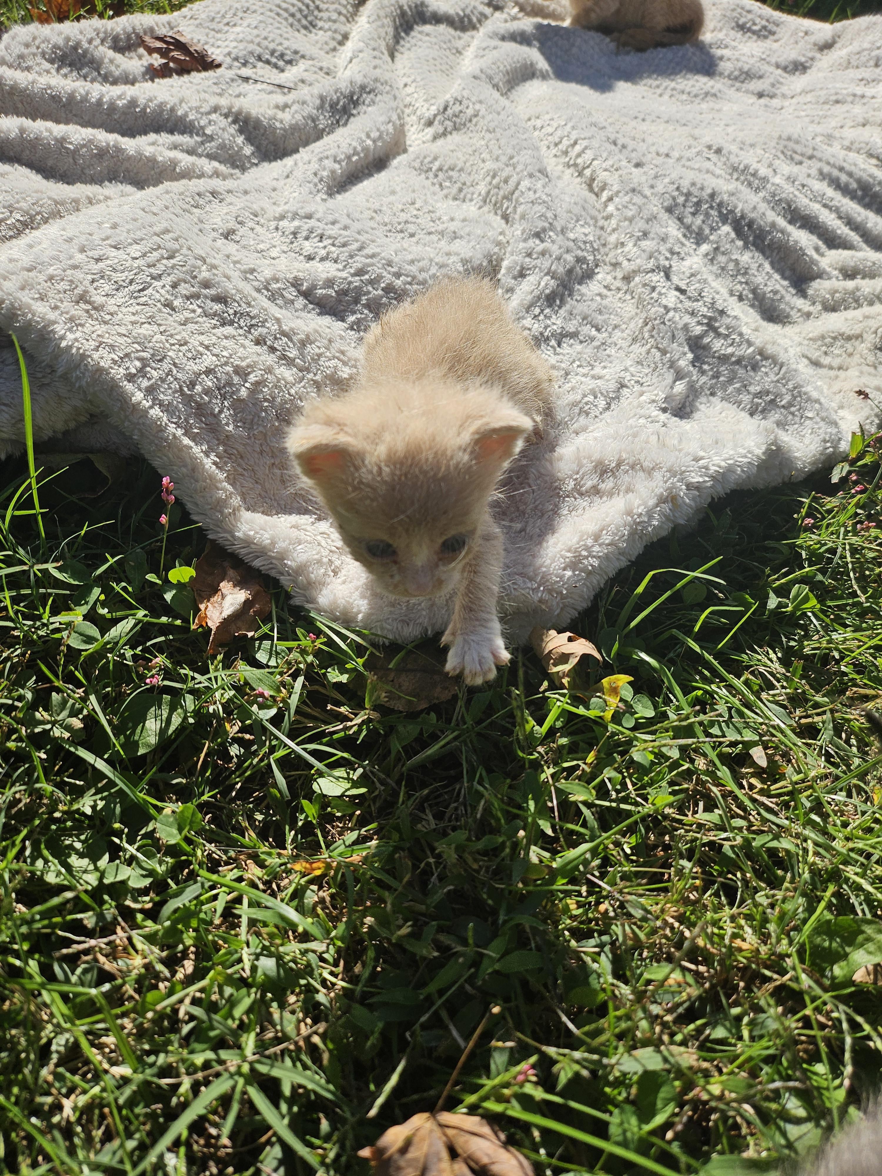 Enlarge Wonton, a Adopted mixed breed in Lynchburg, TN image 2/2