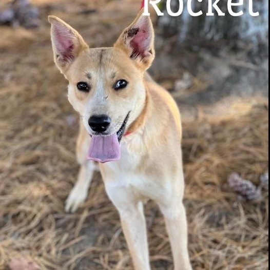 Enlarge Rocket, a Adopted Carolina Dog in Springfield, IL image 1/2