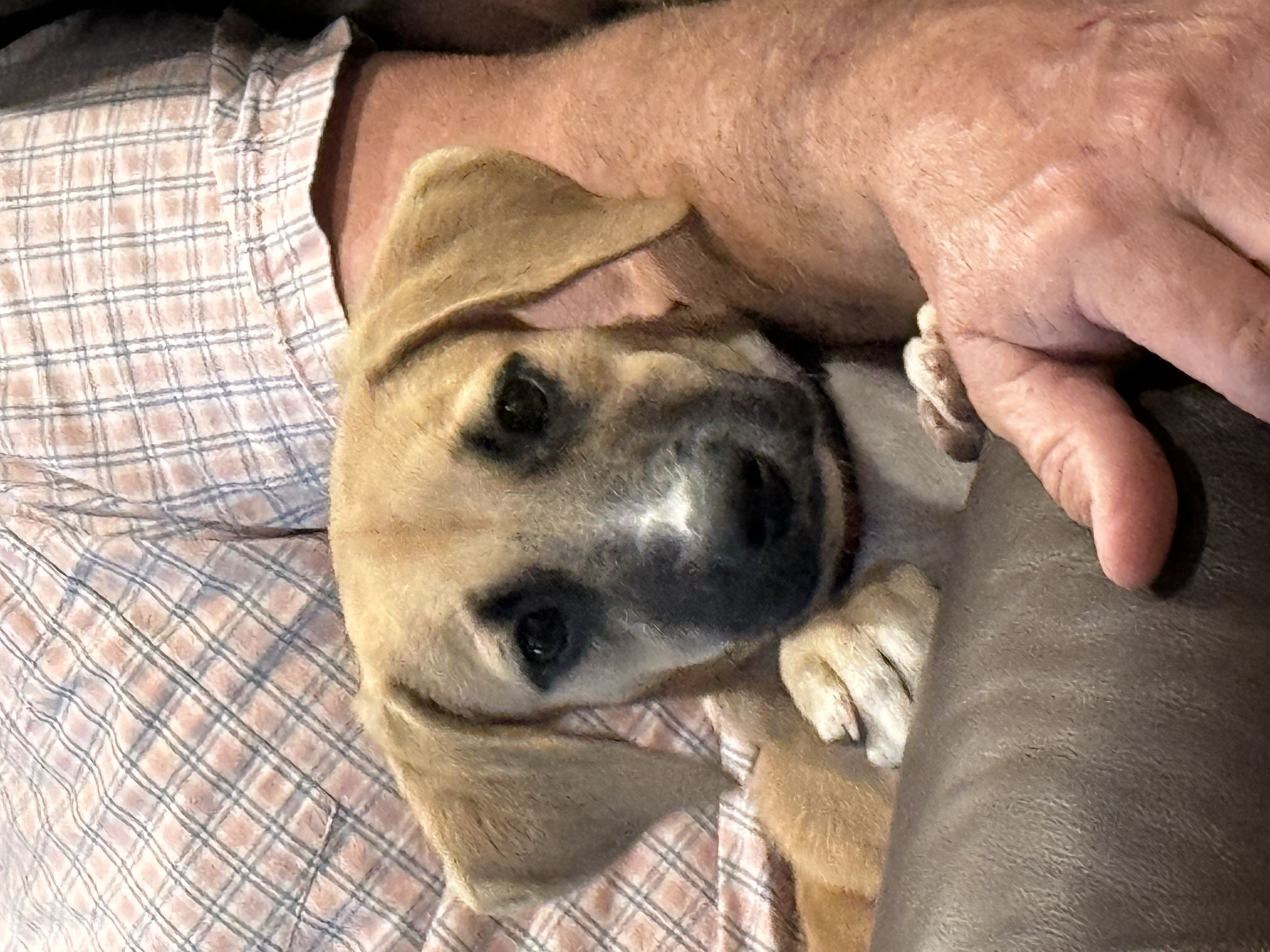 Enlarge Doxa, a Adoptable Anatolian Shepherd in Evergreen, CO image 1/2