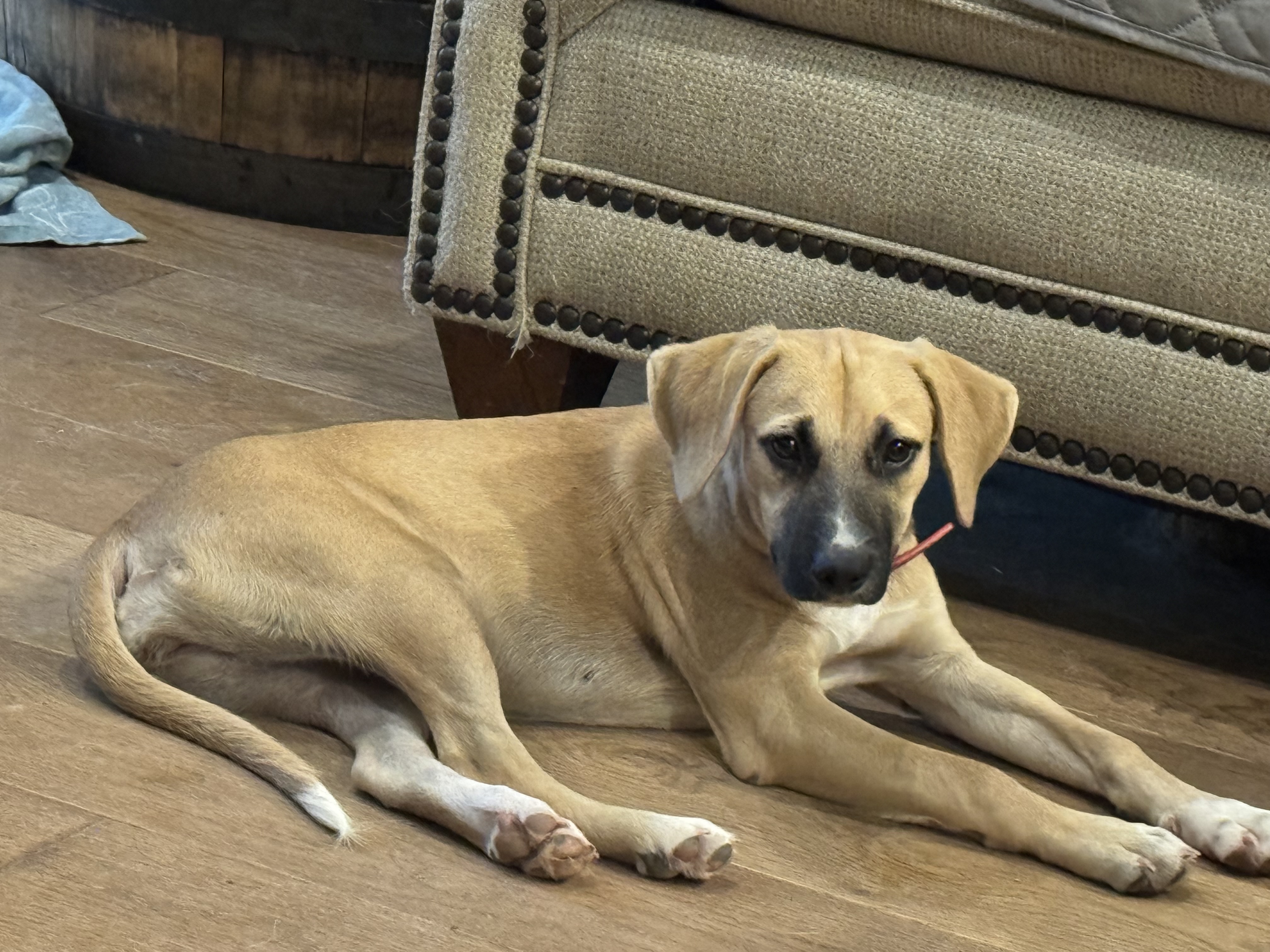 Enlarge Doxa, a Adoptable Anatolian Shepherd in Evergreen, CO image 2/2