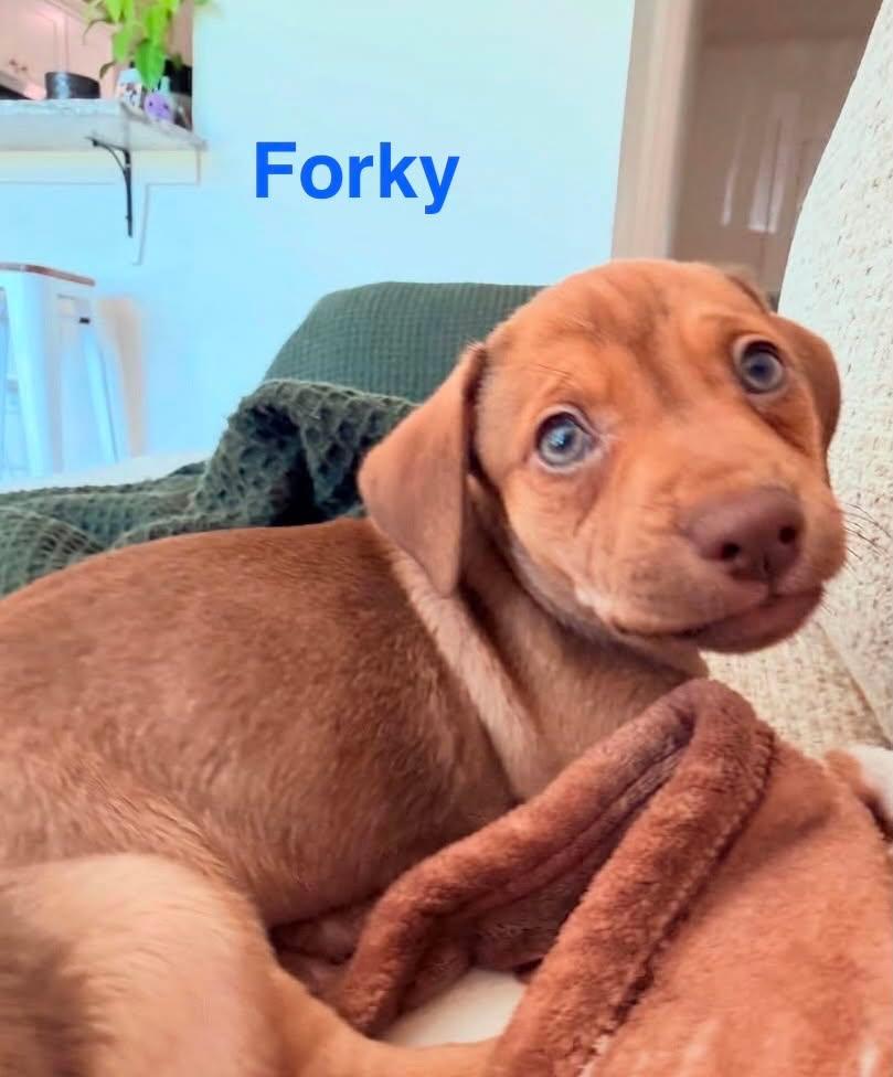 FORKY, an adopted mixed breed in Madisonville, LA image 3/4