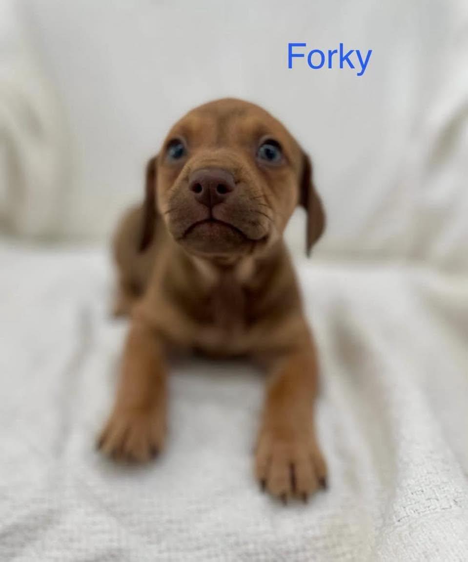 FORKY, an adopted mixed breed in Madisonville, LA image 2/4