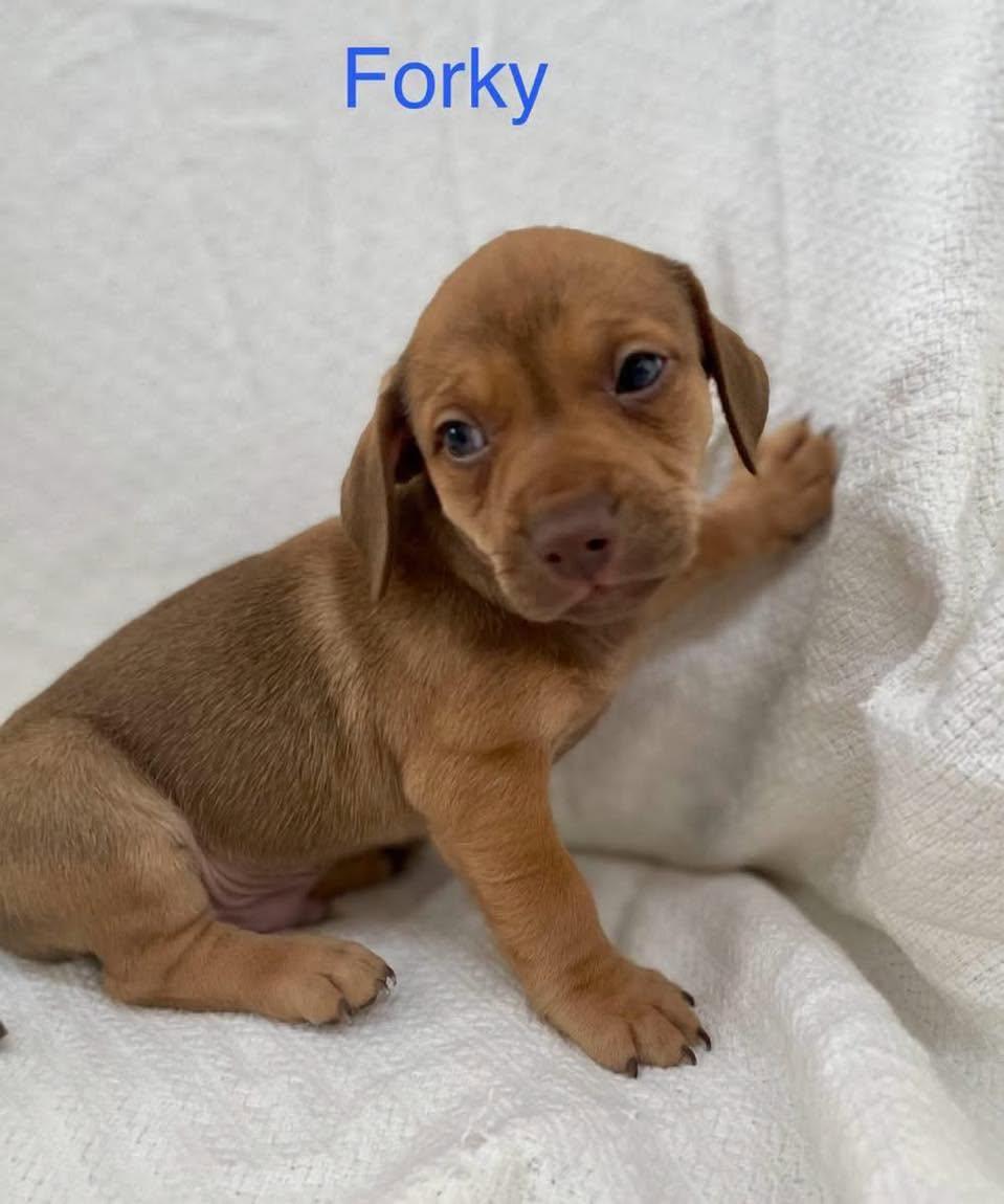 FORKY, adopted, Puppy Male Chiweenie & Terrier.