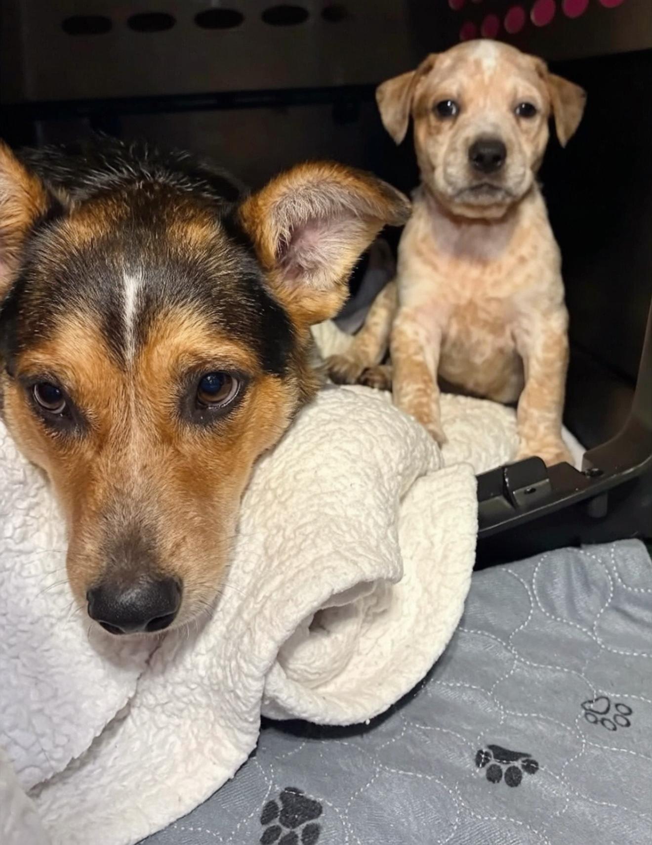 Enlarge Ned, a Adoptable mixed breed in Marietta, GA image 4/6
