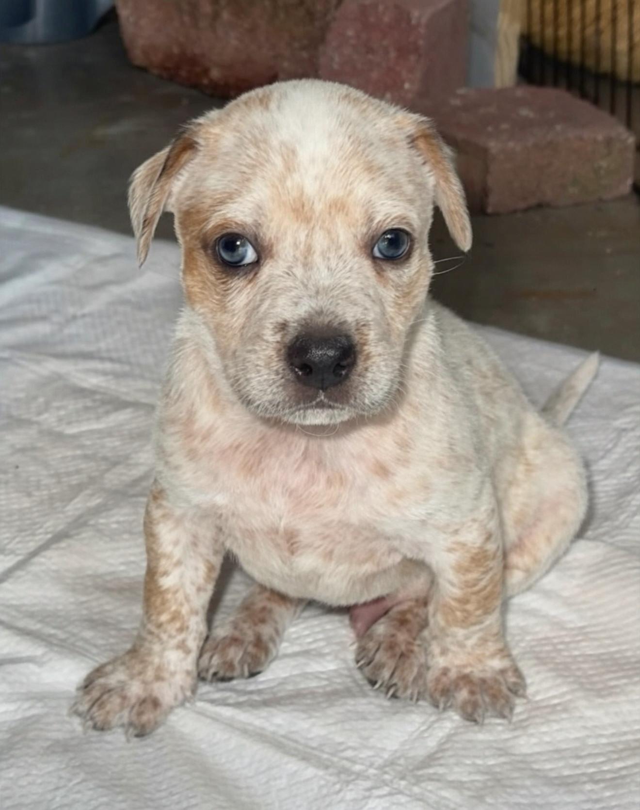Enlarge Ned, a Adoptable mixed breed in Marietta, GA image 1/6
