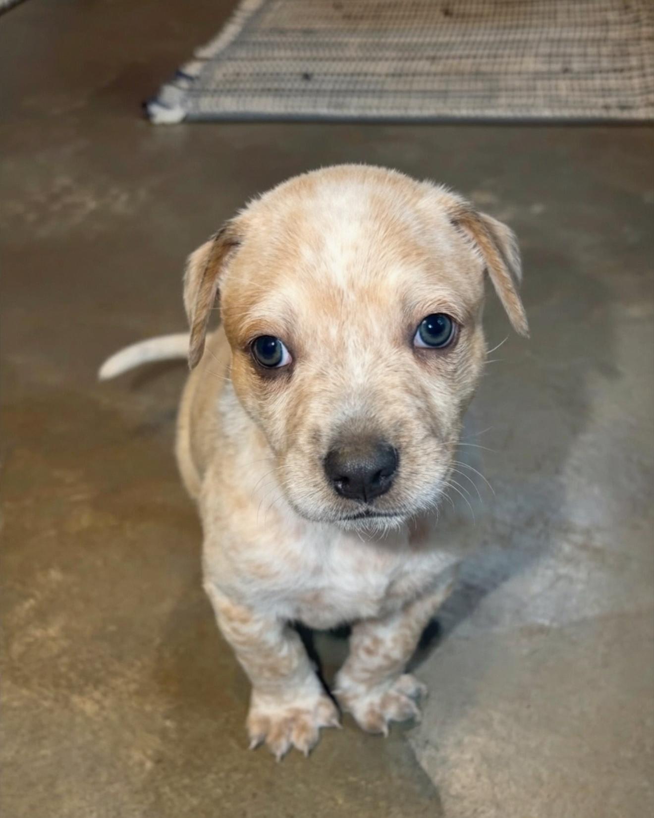 Enlarge Ned, a Adoptable mixed breed in Marietta, GA image 2/6