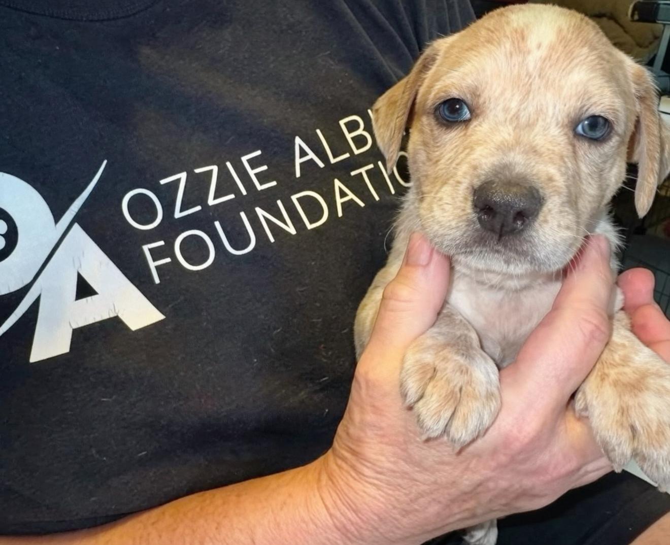 Enlarge Ned, a Adoptable mixed breed in Marietta, GA image 5/6