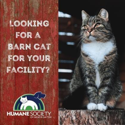 Enlarge Orion, a Adoptable Domestic Short Hair in Dayton, OH image 1/1