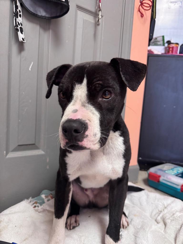 Dexter, Adoptable, Young Male Pit Bull Terrier & Mixed Breed.