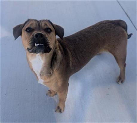 RIVER, Adoptable, Young Female Boxer & Mixed Breed.