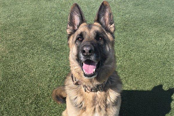 Maverick, Adoptable, Adult Male German Shepherd Dog.