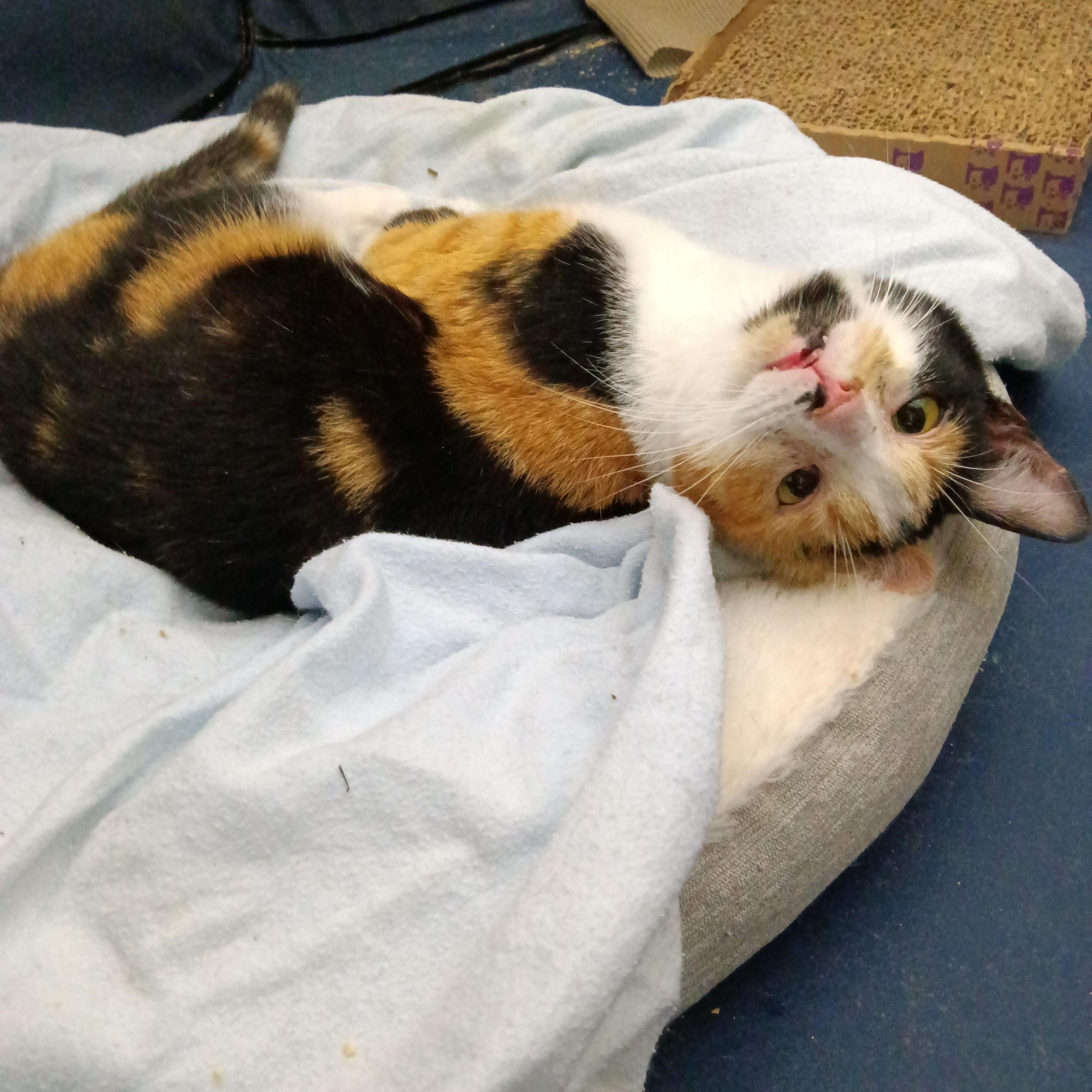 Enlarge Chrissie, a ADOPTABLE Domestic Short Hair in Greenwood, IN image 3/4