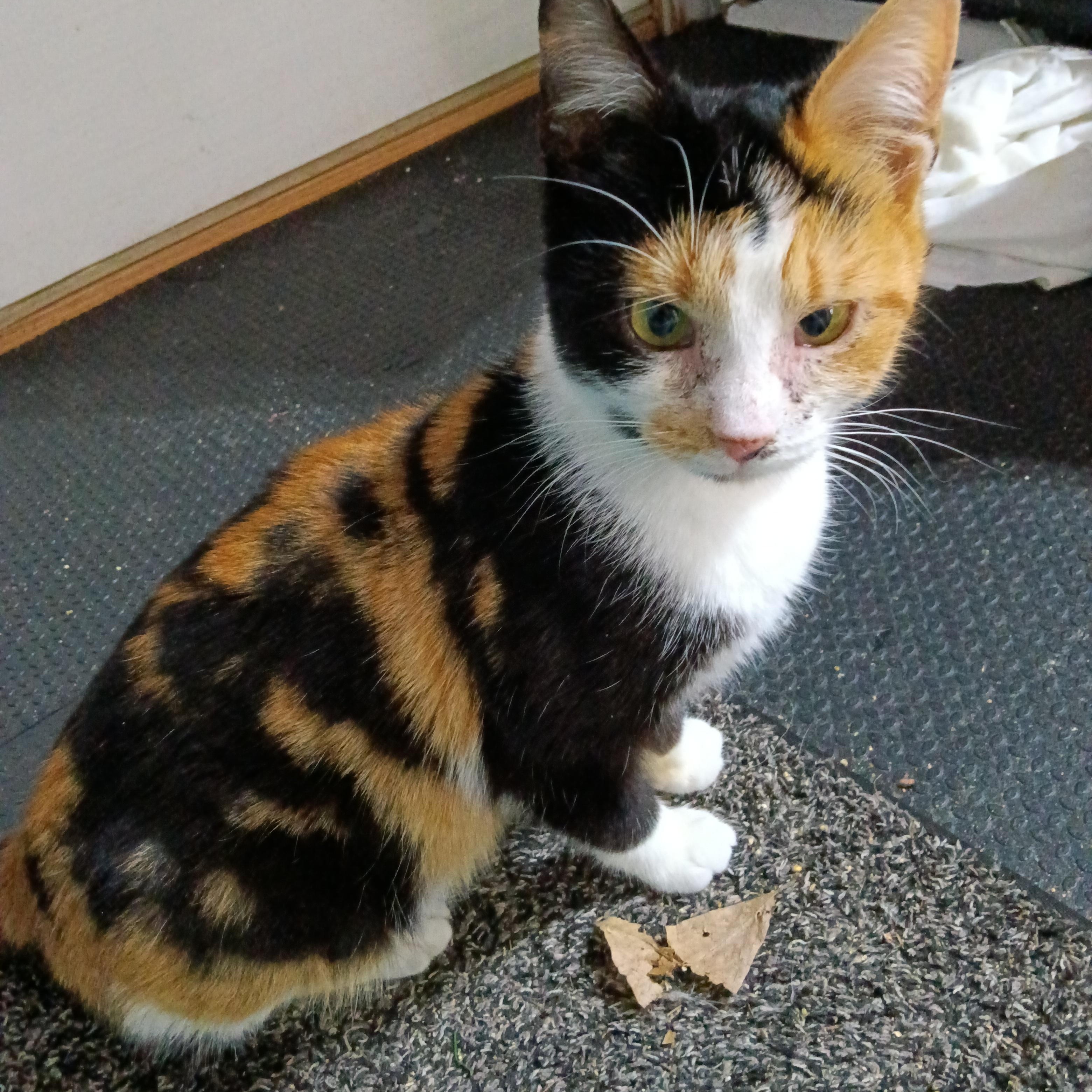 Enlarge Chrissie, a ADOPTABLE Domestic Short Hair in Greenwood, IN image 2/4