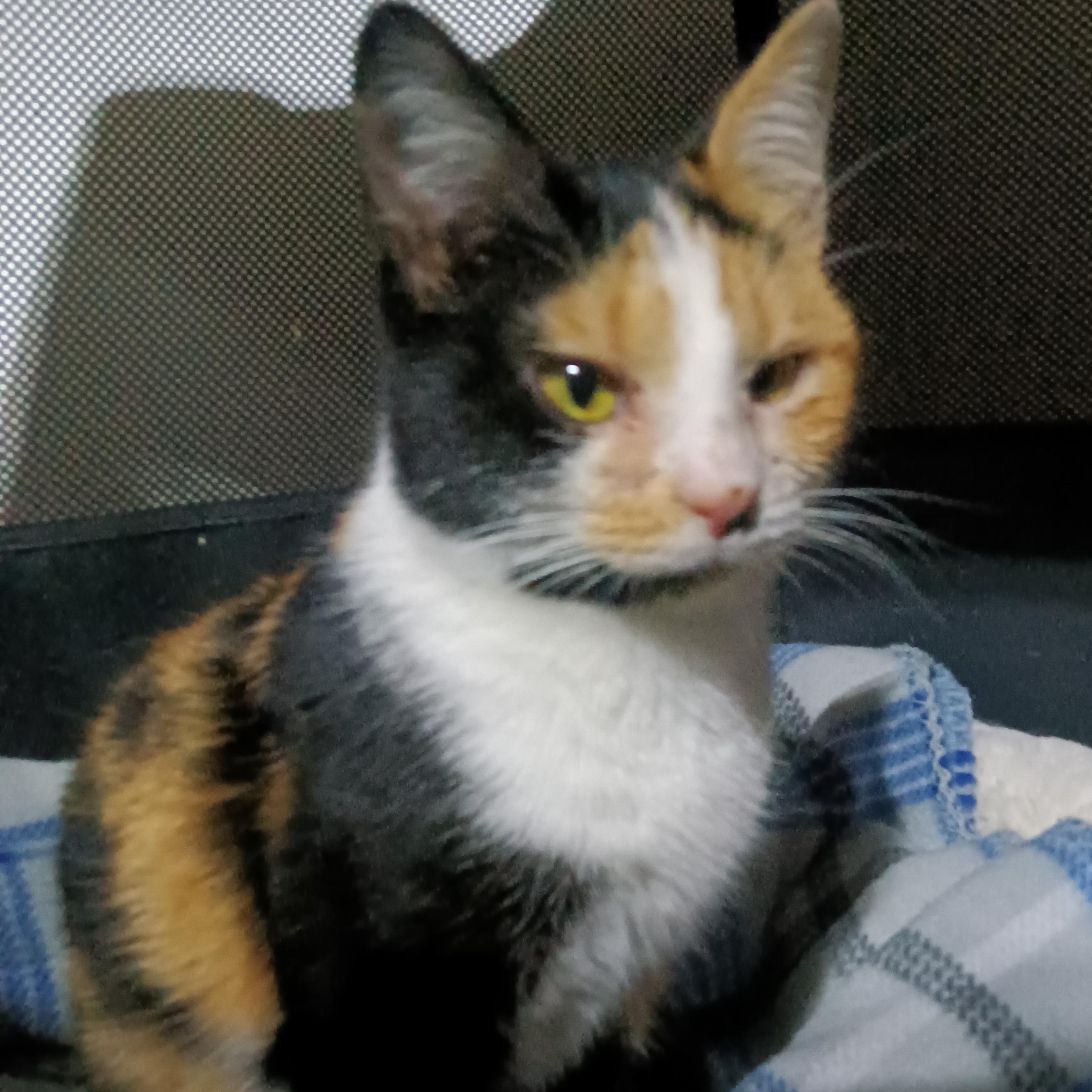 Enlarge Chrissie, a ADOPTABLE Domestic Short Hair in Greenwood, IN image 1/4