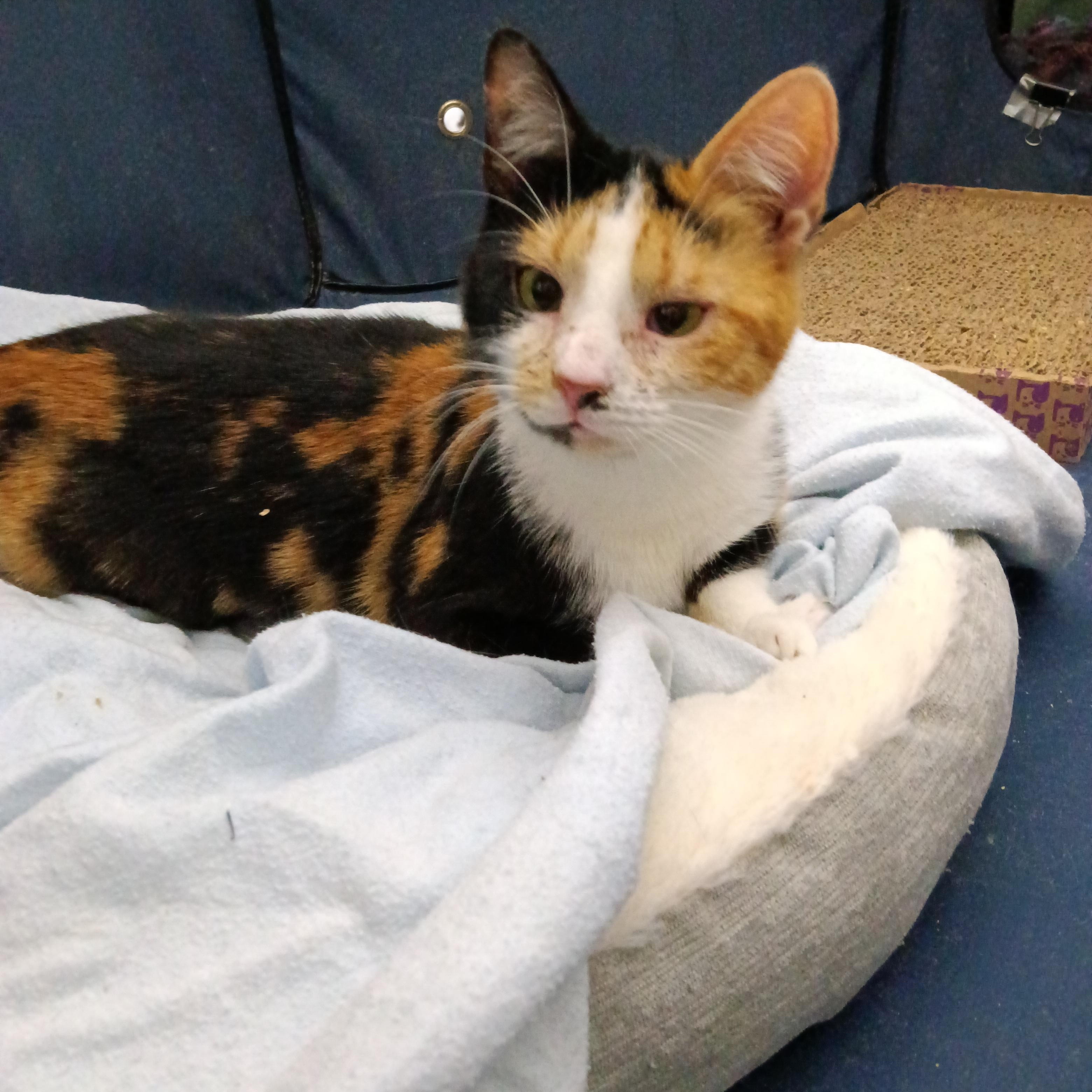 Enlarge Chrissie, a ADOPTABLE Domestic Short Hair in Greenwood, IN image 4/4