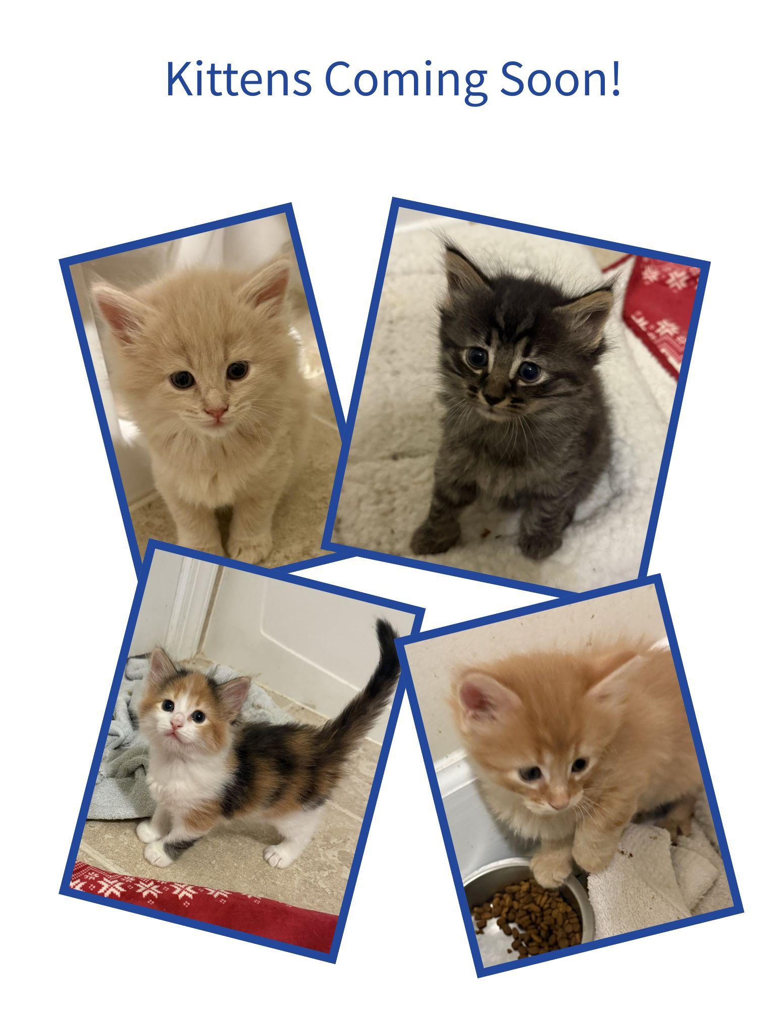 Kittens available soon, an adoptable Domestic Short Hair in Leesburg, VA, 20178 | Photo Image 1