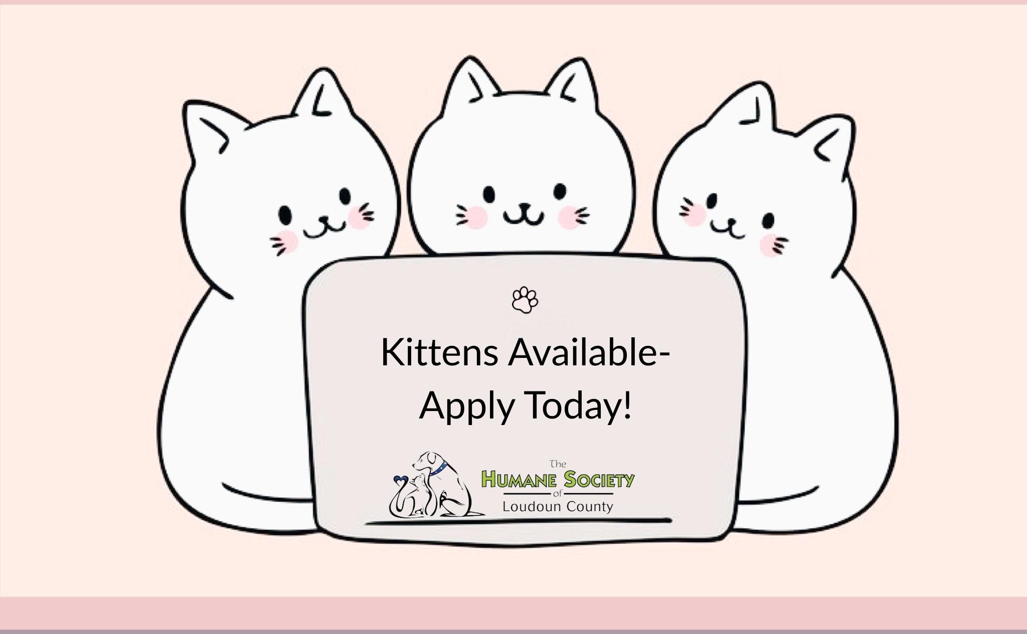 Kittens available-apply today!, Baby Male unknown