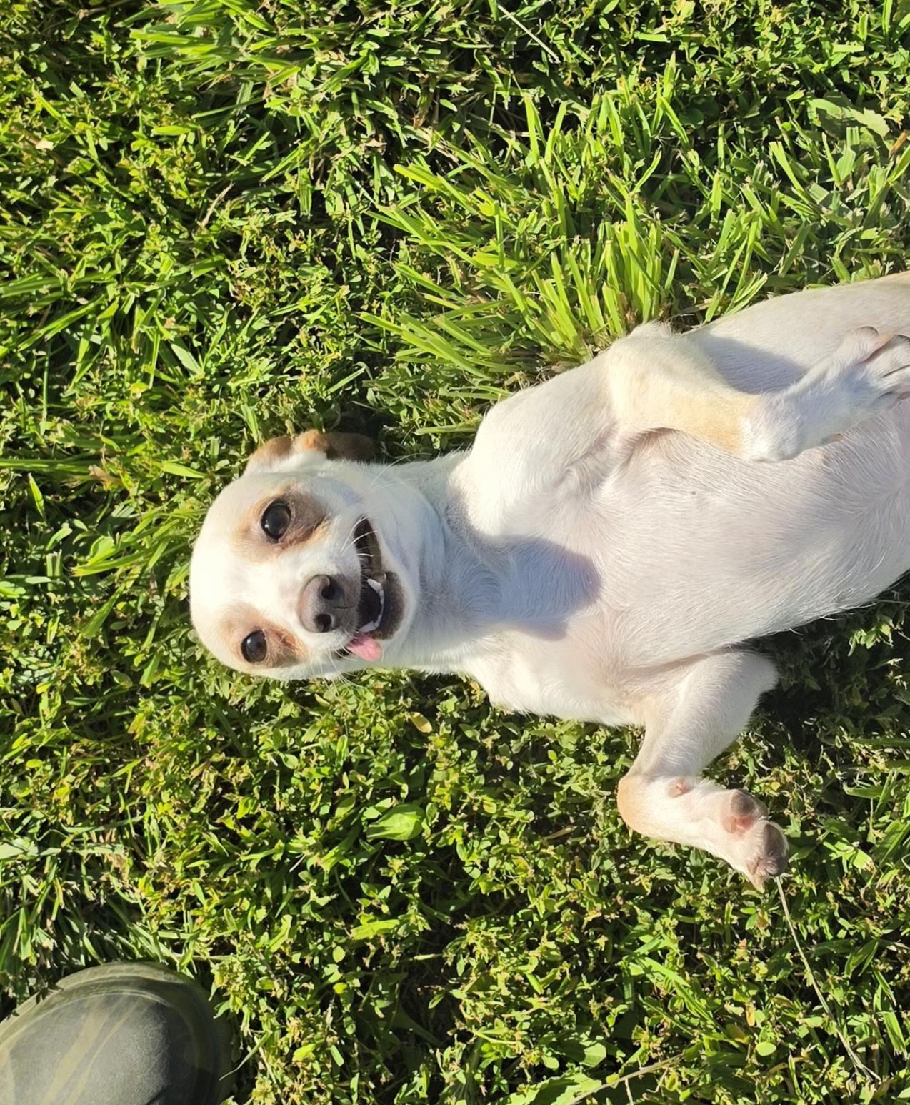 Annie, a ADOPTABLE mixed breed in Terre Haute, IN image 5/6