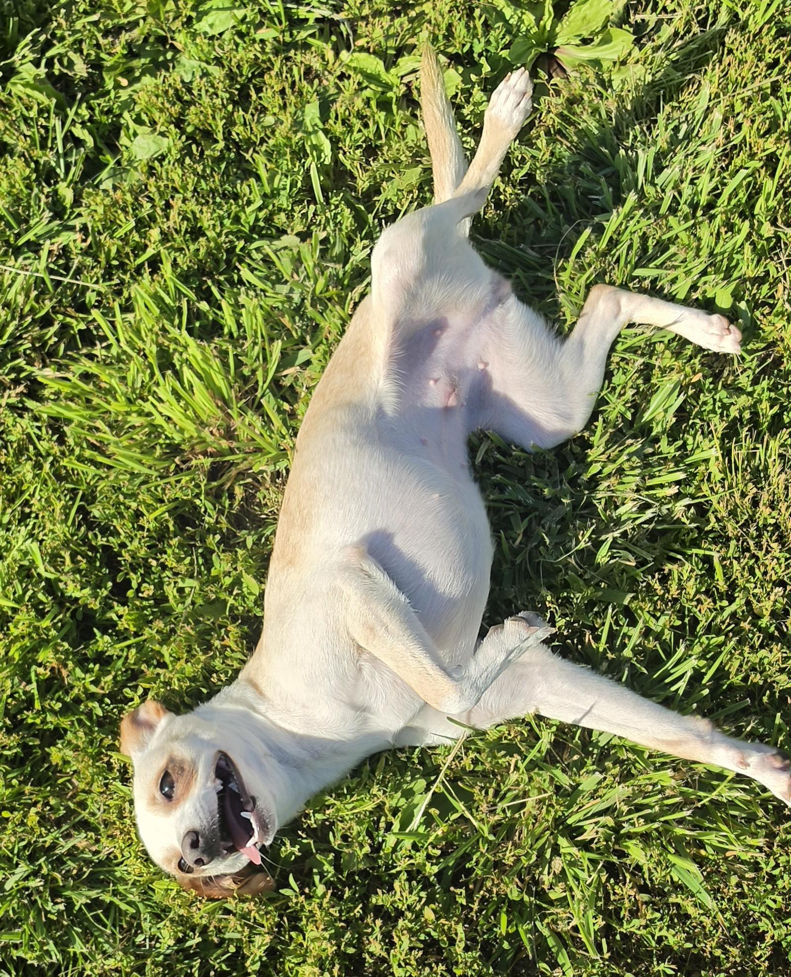 Annie, a ADOPTABLE mixed breed in Terre Haute, IN image 3/6