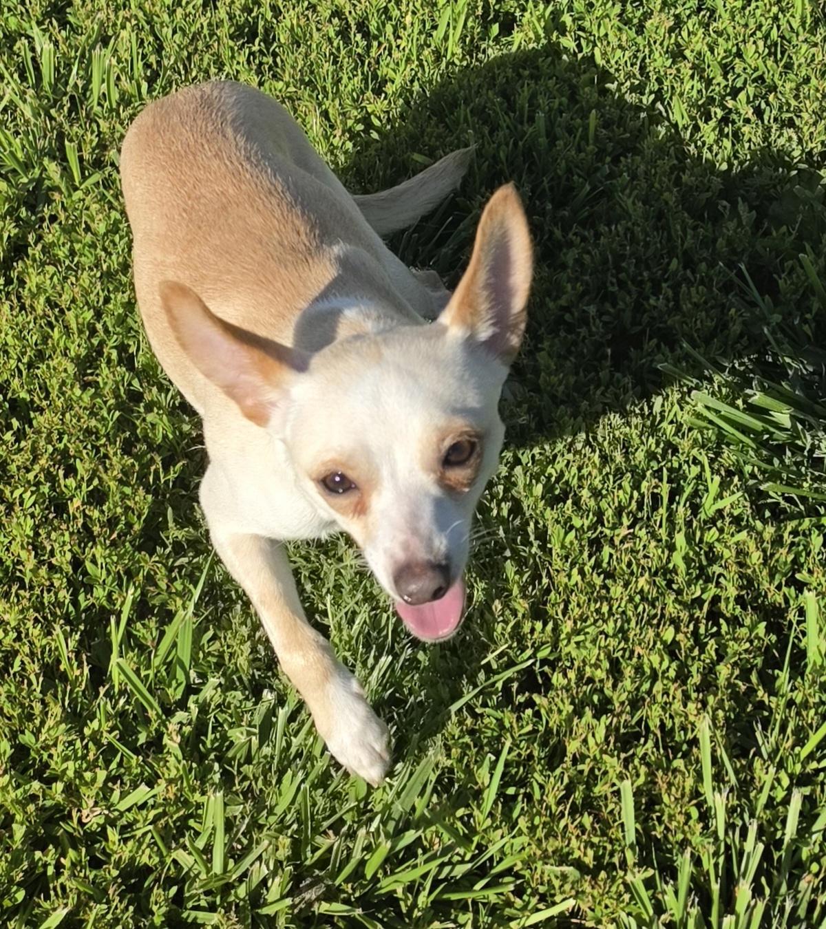 Annie, a ADOPTABLE mixed breed in Terre Haute, IN image 2/6