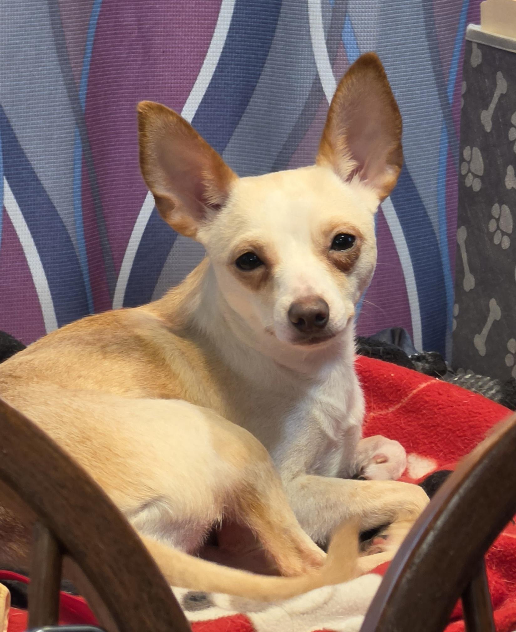 Annie, a ADOPTABLE mixed breed in Terre Haute, IN image 6/6