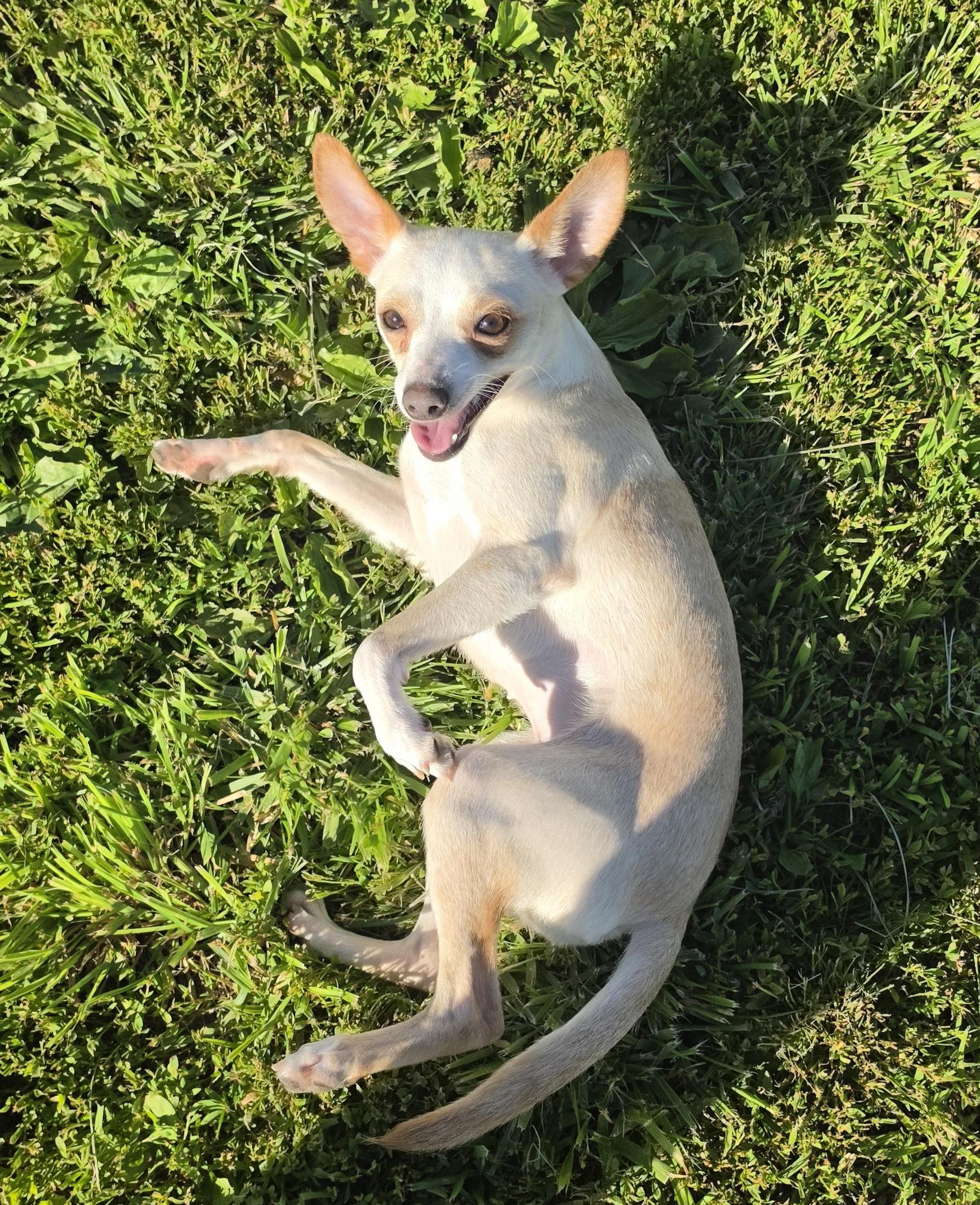 Annie, ADOPTABLE, Young Female Chihuahua.