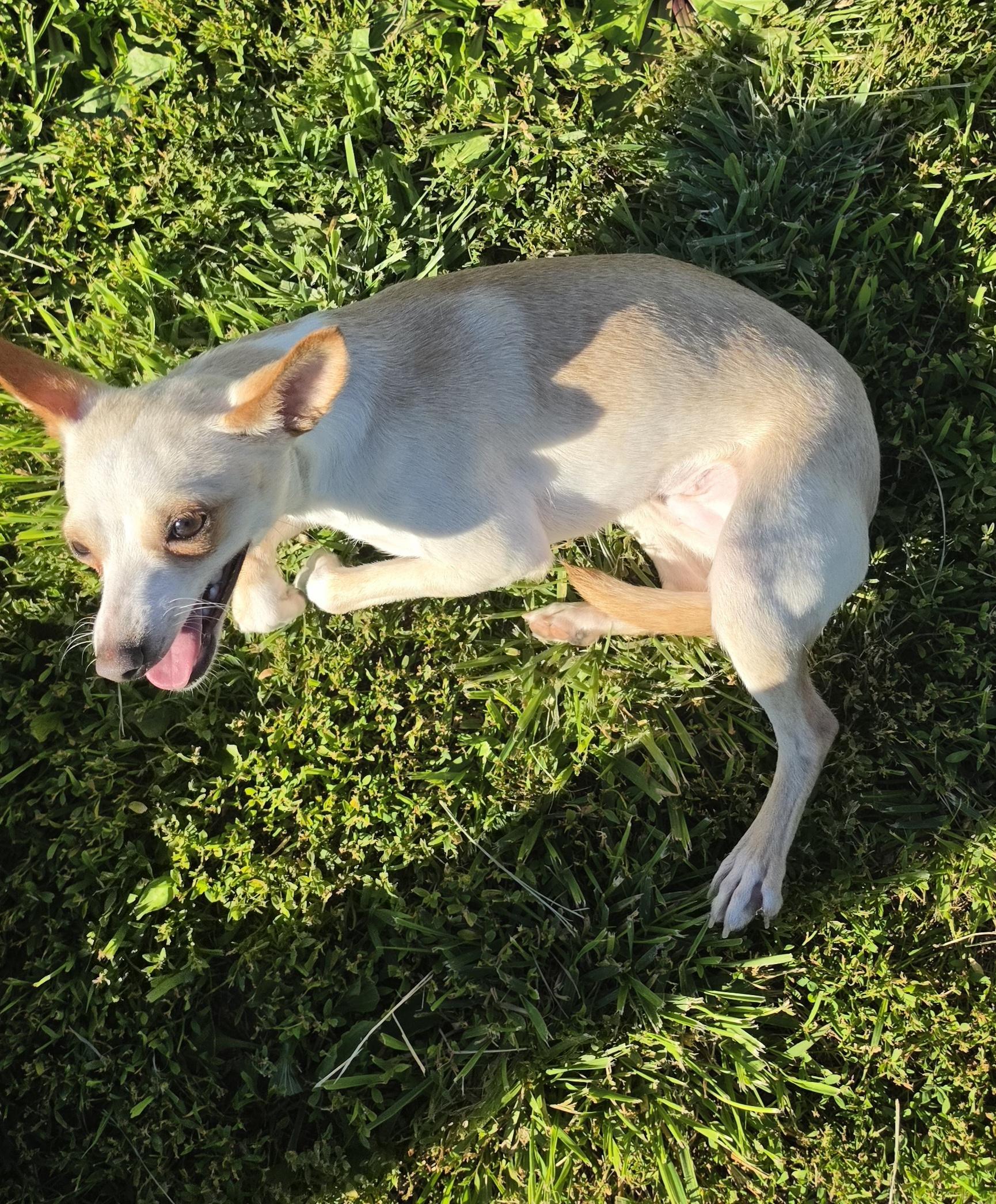 Annie, a ADOPTABLE mixed breed in Terre Haute, IN image 4/6