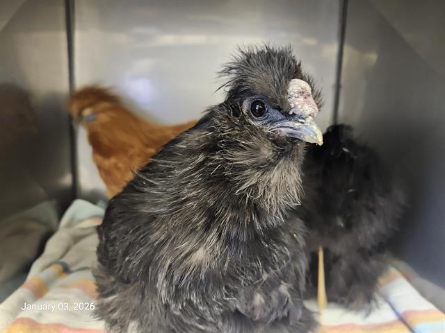 Enlarge FRAGGLE*, a Adoptable Chicken in Santa Cruz, CA image 1/1