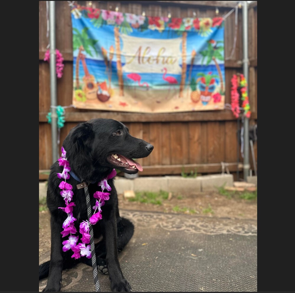 Nyx, Adoptable, Young Female Flat-Coated Retriever.