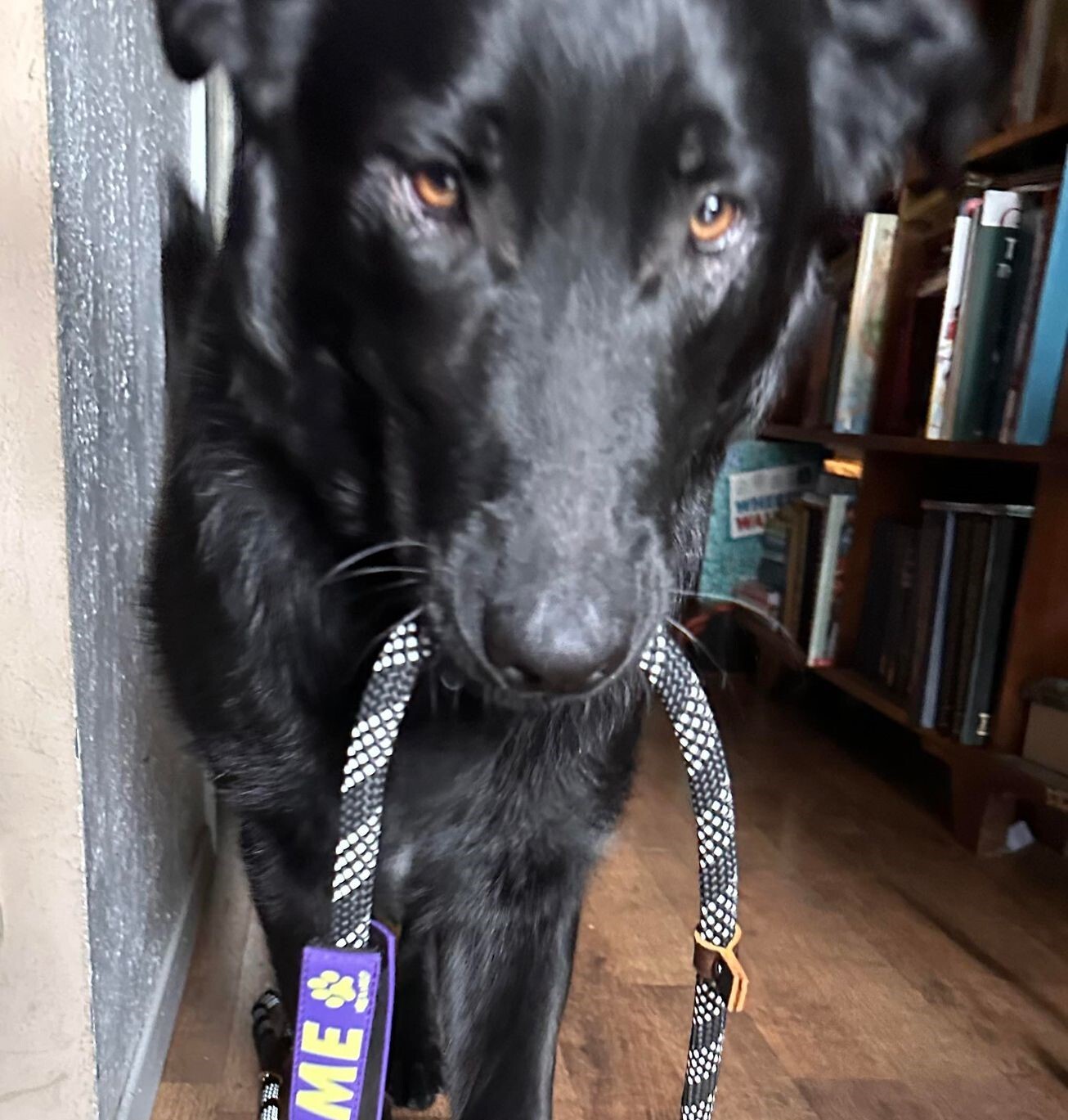 Nyx, a Adoptable mixed breed in Cheyenne, WY image 2/8