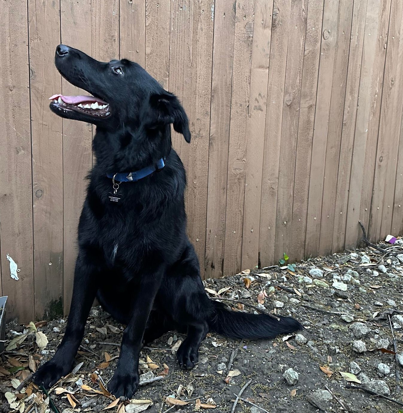Nyx, a Adoptable mixed breed in Cheyenne, WY image 3/8