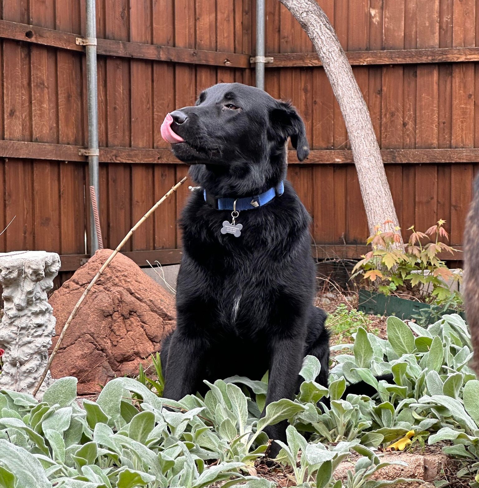 Nyx, a Adoptable mixed breed in Cheyenne, WY image 4/8