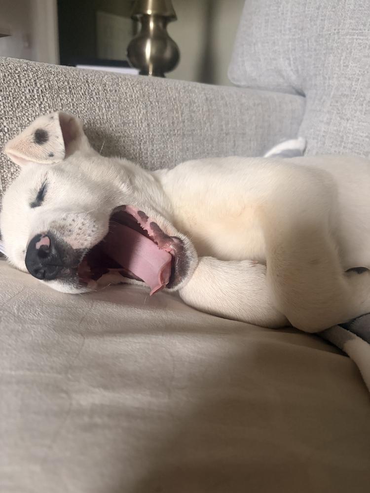 Enlarge Mahalo, a ADOPTABLE mixed breed in College Grove, TN image 5/6