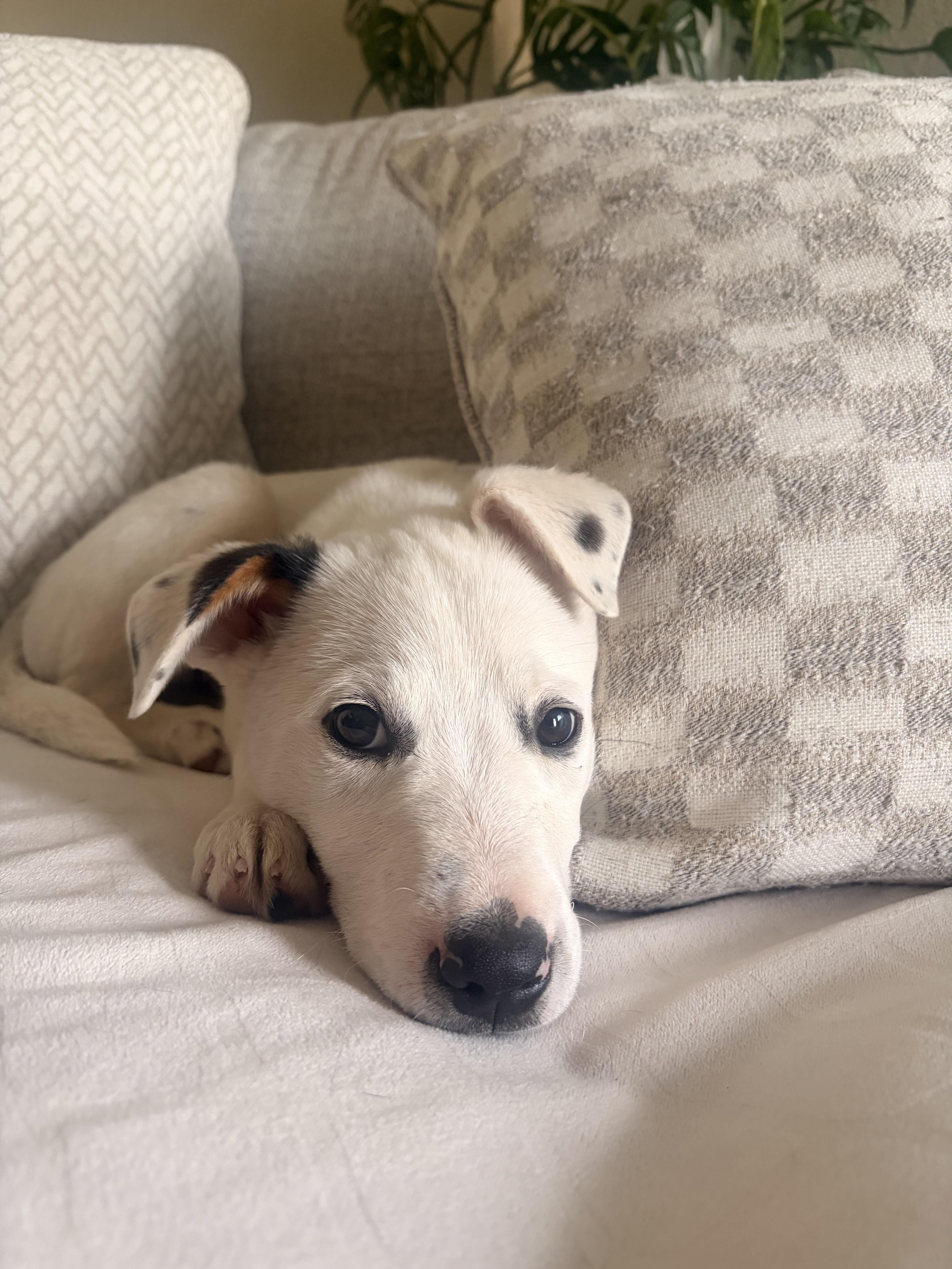 Enlarge Mahalo, a ADOPTABLE mixed breed in College Grove, TN image 4/6