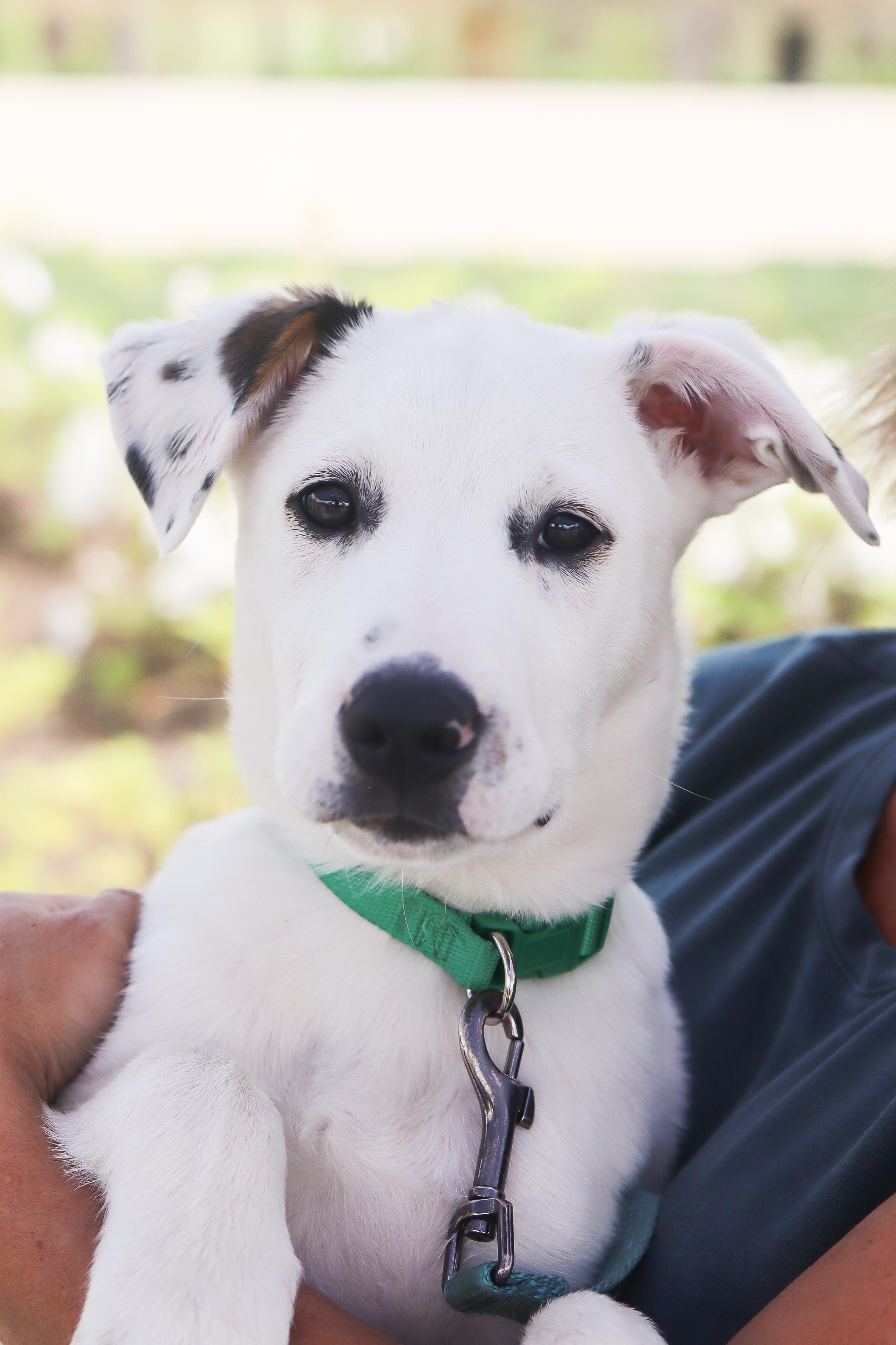 Mahalo, ADOPTABLE, Puppy Male Border Collie.