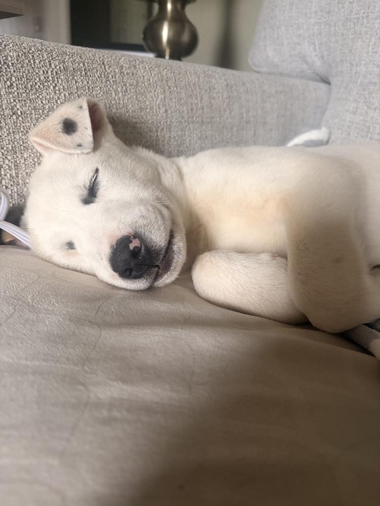 Enlarge Mahalo, a ADOPTABLE mixed breed in College Grove, TN image 6/6