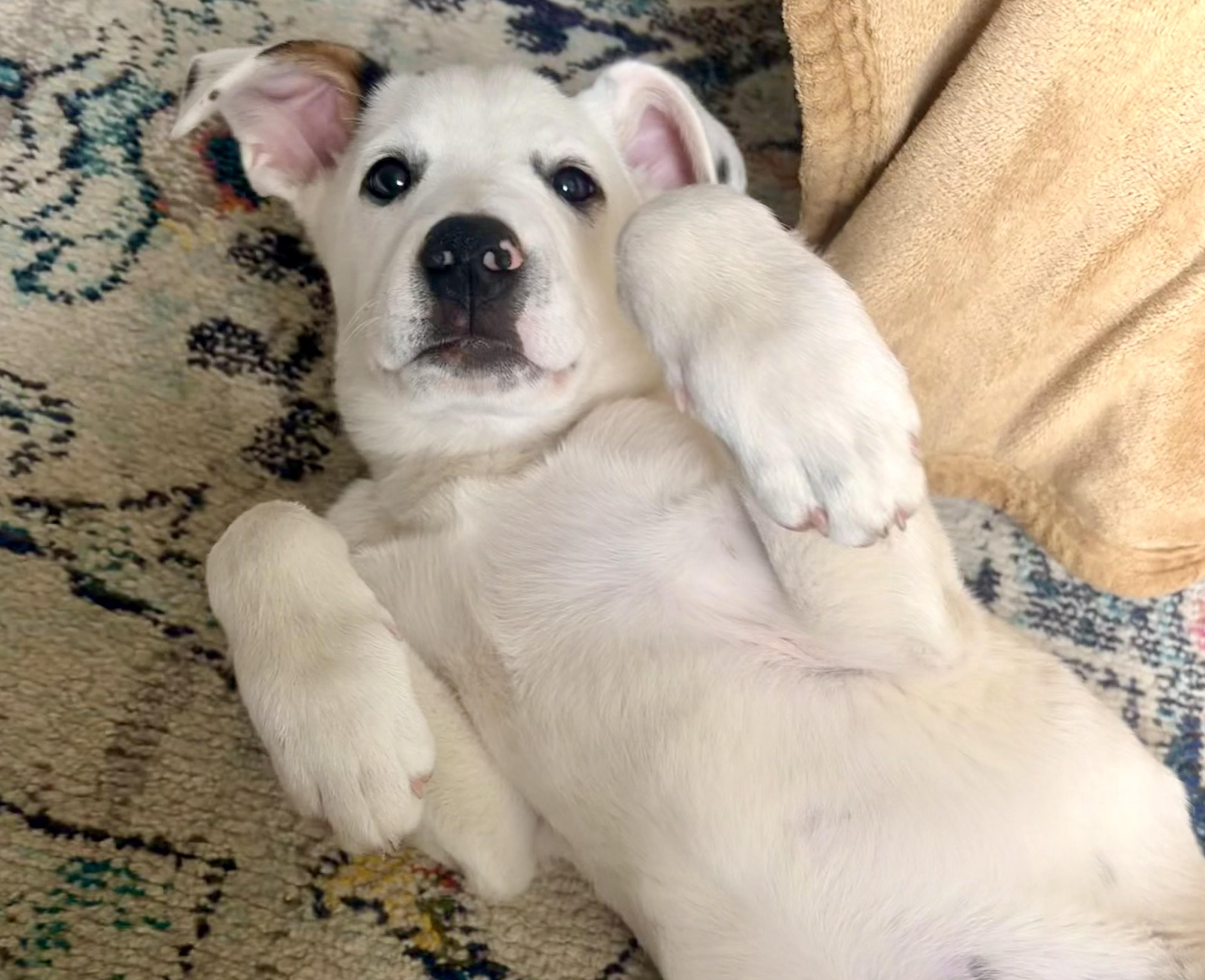 Enlarge Mahalo, a ADOPTABLE mixed breed in College Grove, TN image 2/6