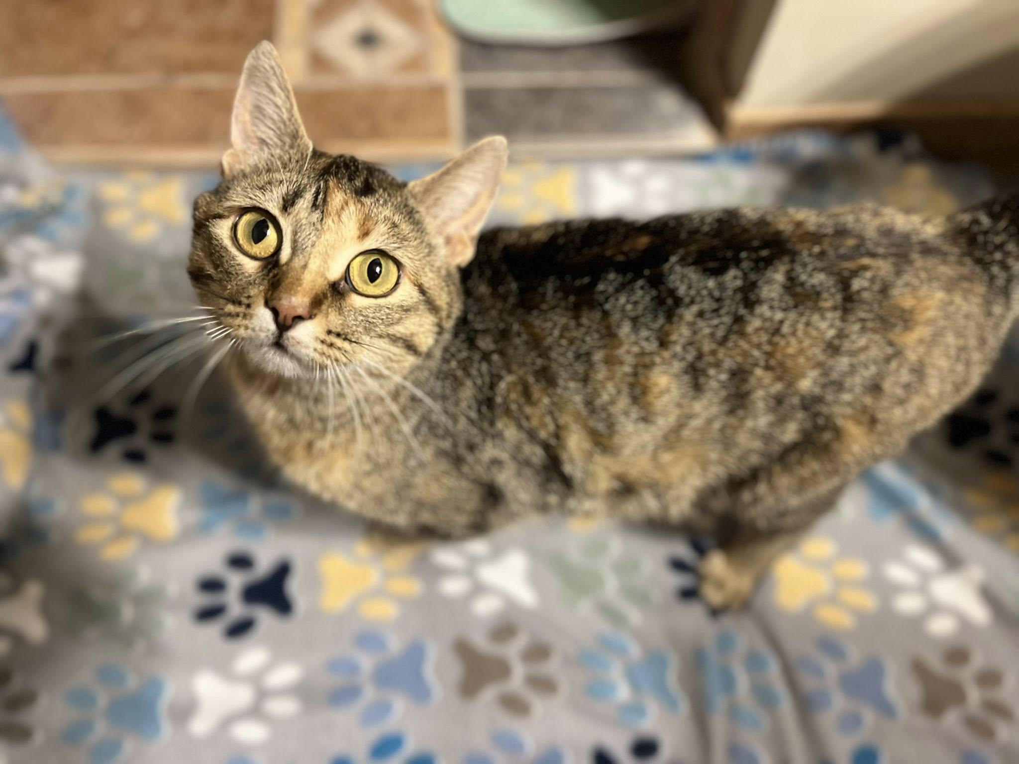 Pasta, Adult Female Domestic Short Hair