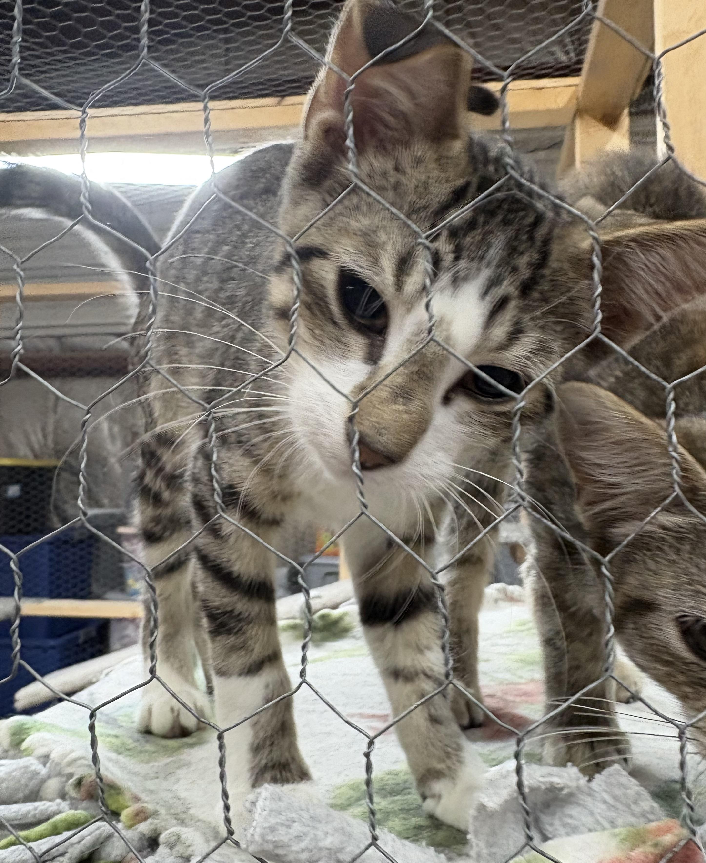 Enlarge Maverick, an adoptable Domestic Short Hair in Faribault, MN image 1/1