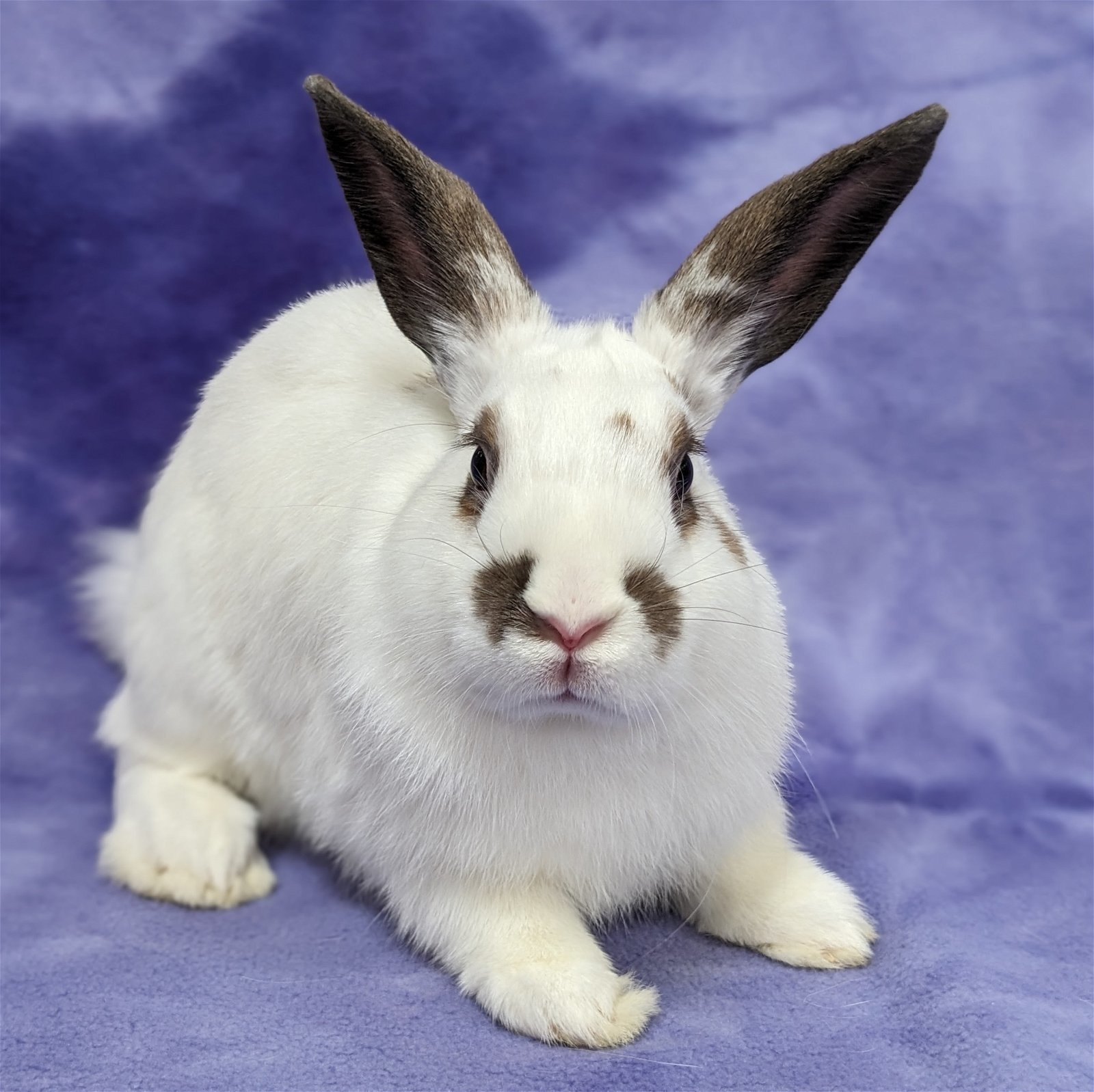 Enlarge Dandy, a Adoptable mixed breed in Antioch, CA image 2/5