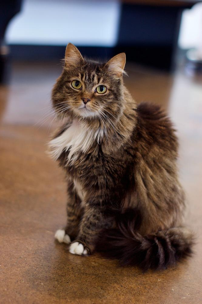 Luna, Adoptable, Adult Female Domestic Medium Hair.