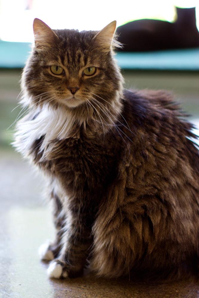 Enlarge Luna, a Adoptable Domestic Medium Hair in Ferndale, MI image 2/4
