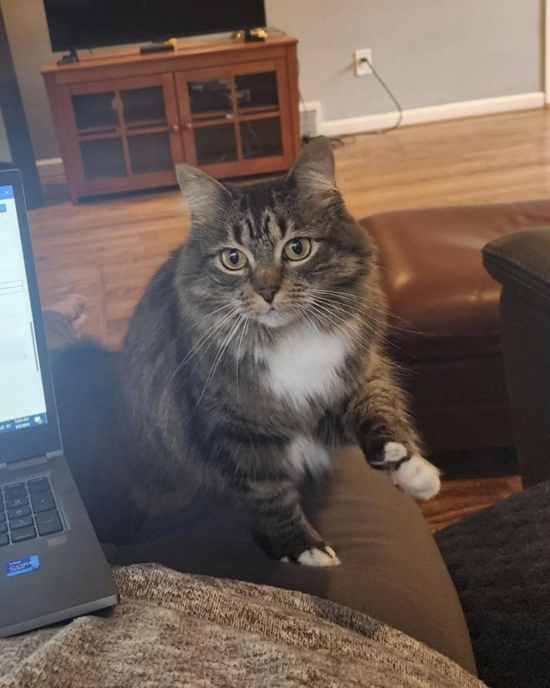 Enlarge Luna, a Adoptable Domestic Medium Hair in Ferndale, MI image 3/4