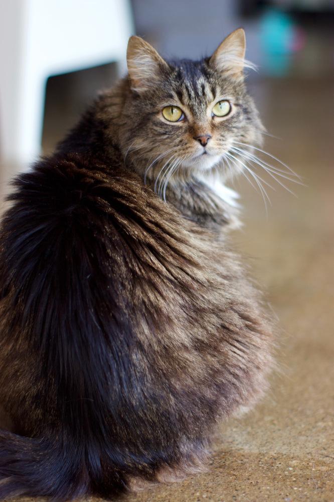 Enlarge Luna, a Adoptable Domestic Medium Hair in Ferndale, MI image 4/4