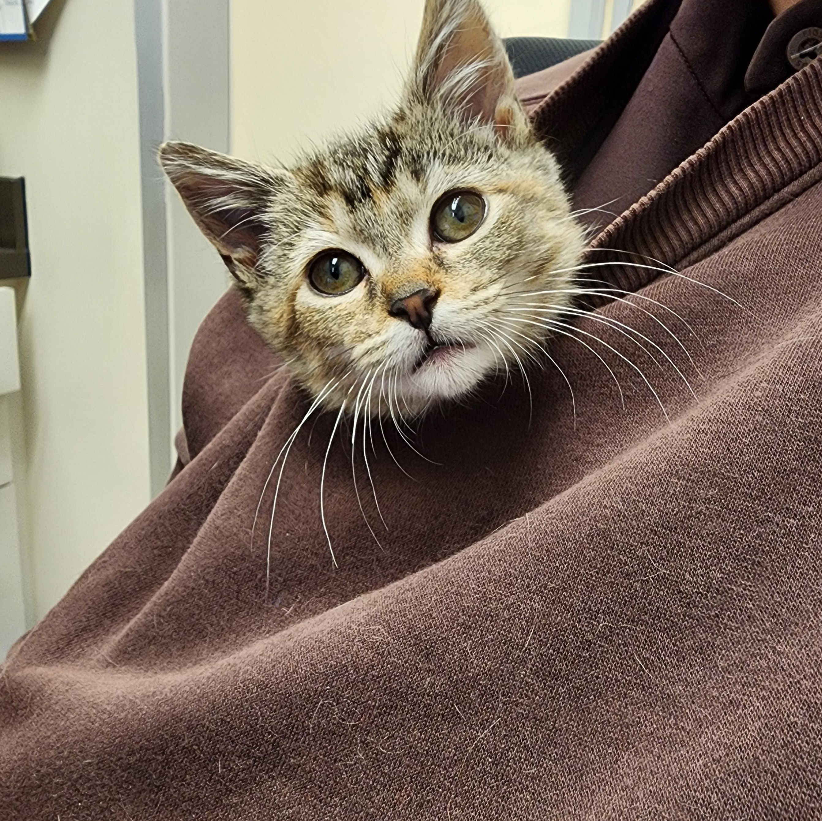 Enlarge Pothole, an adopted Domestic Short Hair in Washington, MI image 2/3