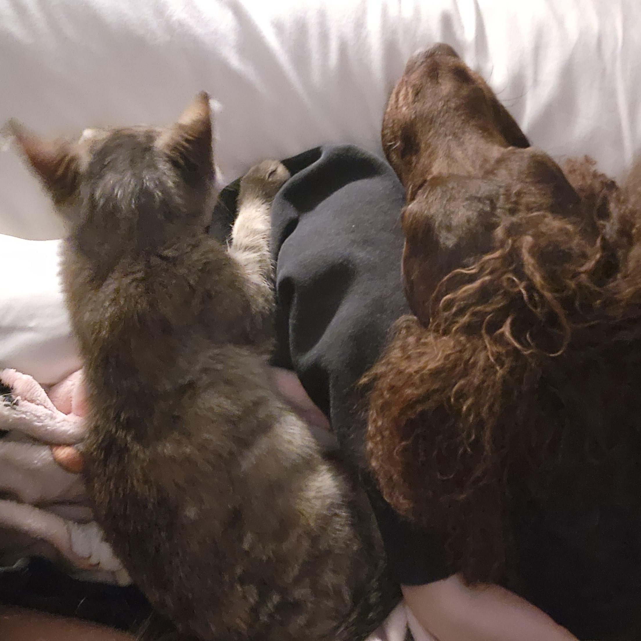 Enlarge Pothole, an adopted Domestic Short Hair in Washington, MI image 3/3